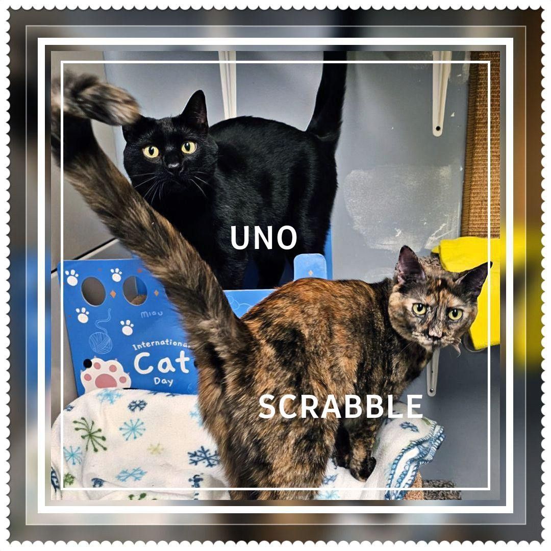 Uno & Scrabble