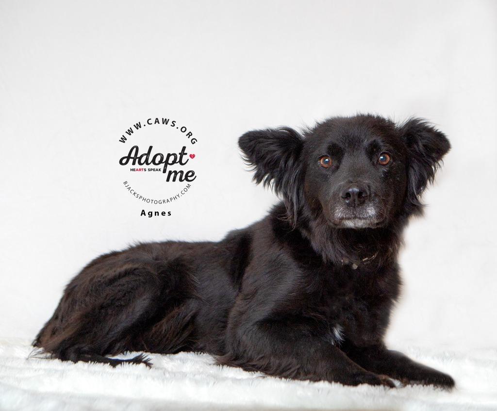 Enlarge Agnes, a Adoptable mixed breed in Salt Lake City, UT image 1/2