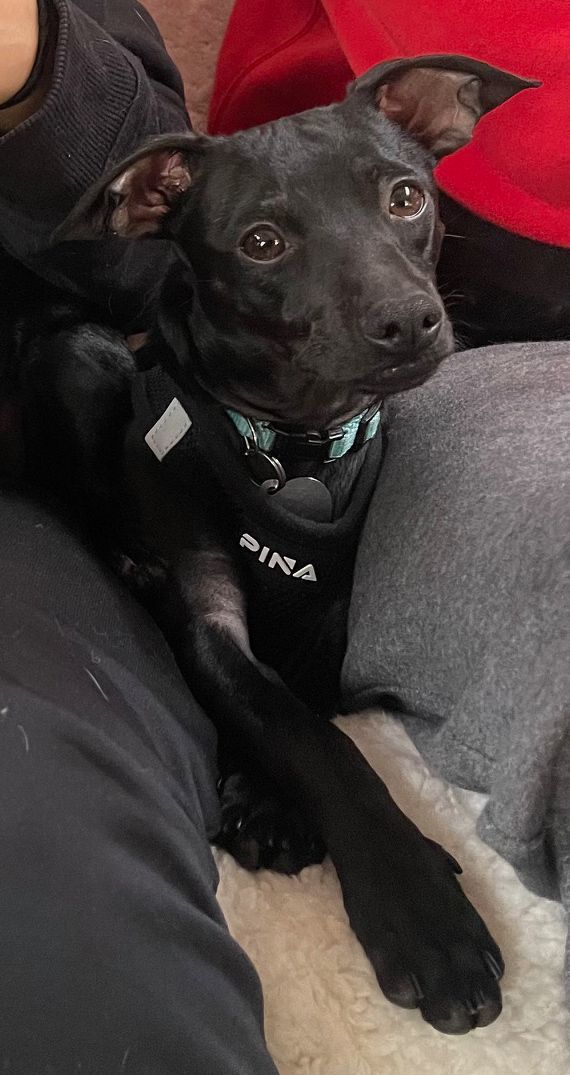 Cinder, a Adoptable Chihuahua in Santa Maria, CA image 4/5