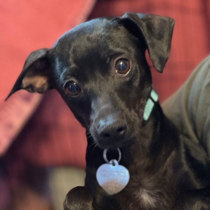 Cinder, a Adoptable Chihuahua in Santa Maria, CA image 3/5