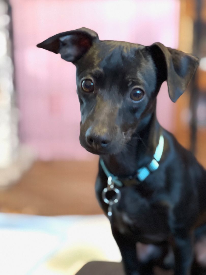 Cinder, a Adoptable Chihuahua in Santa Maria, CA image 5/5