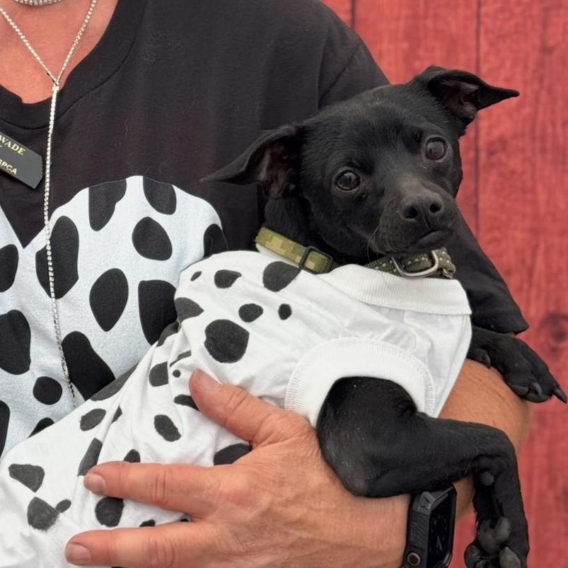 Enlarge Cinder, a Adoptable Chihuahua in Santa Maria, CA image 5/5