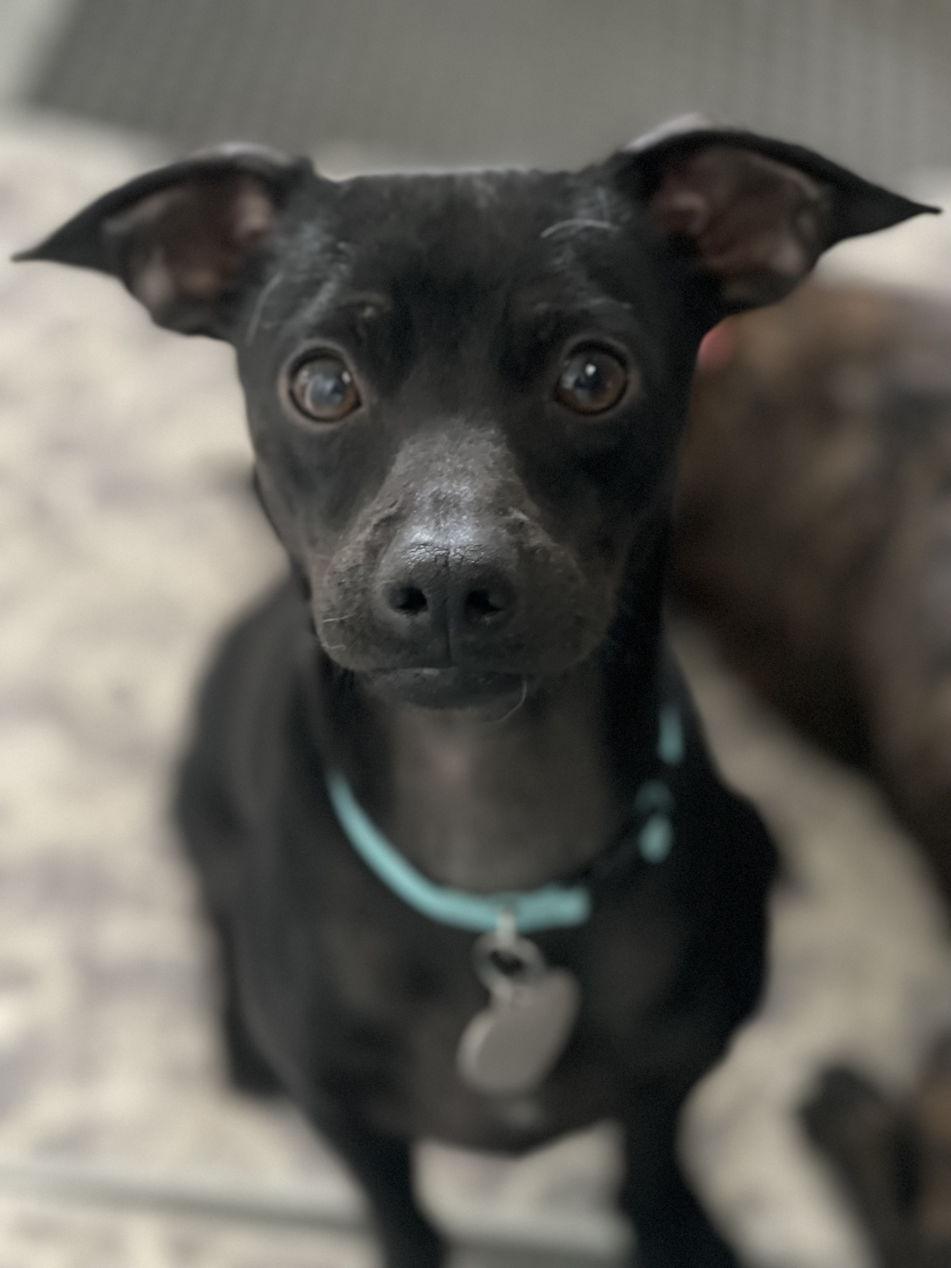 Cinder, a Adoptable Chihuahua in Santa Maria, CA image 1/5