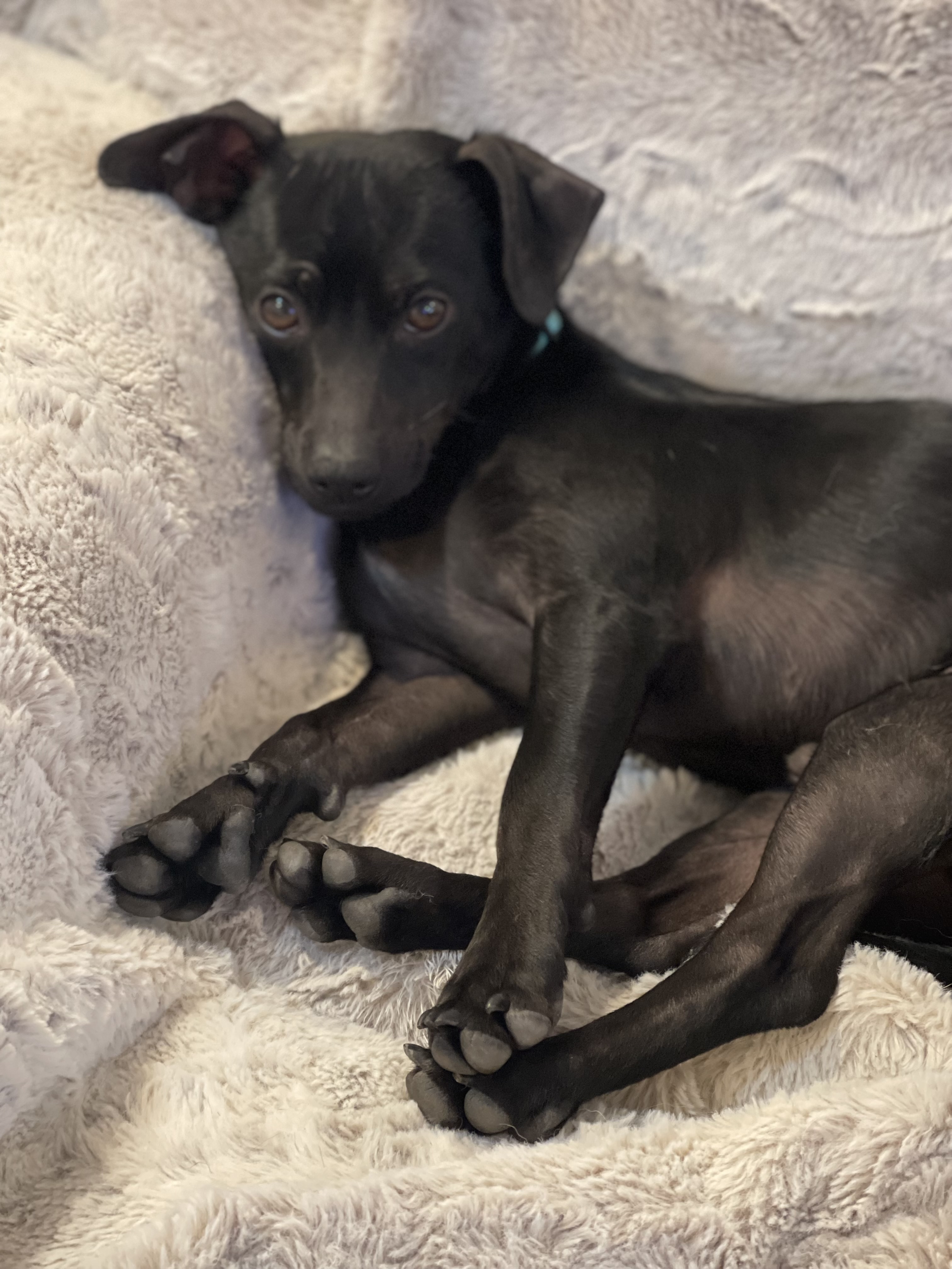 Cinder, a Adoptable Chihuahua in Santa Maria, CA image 2/5