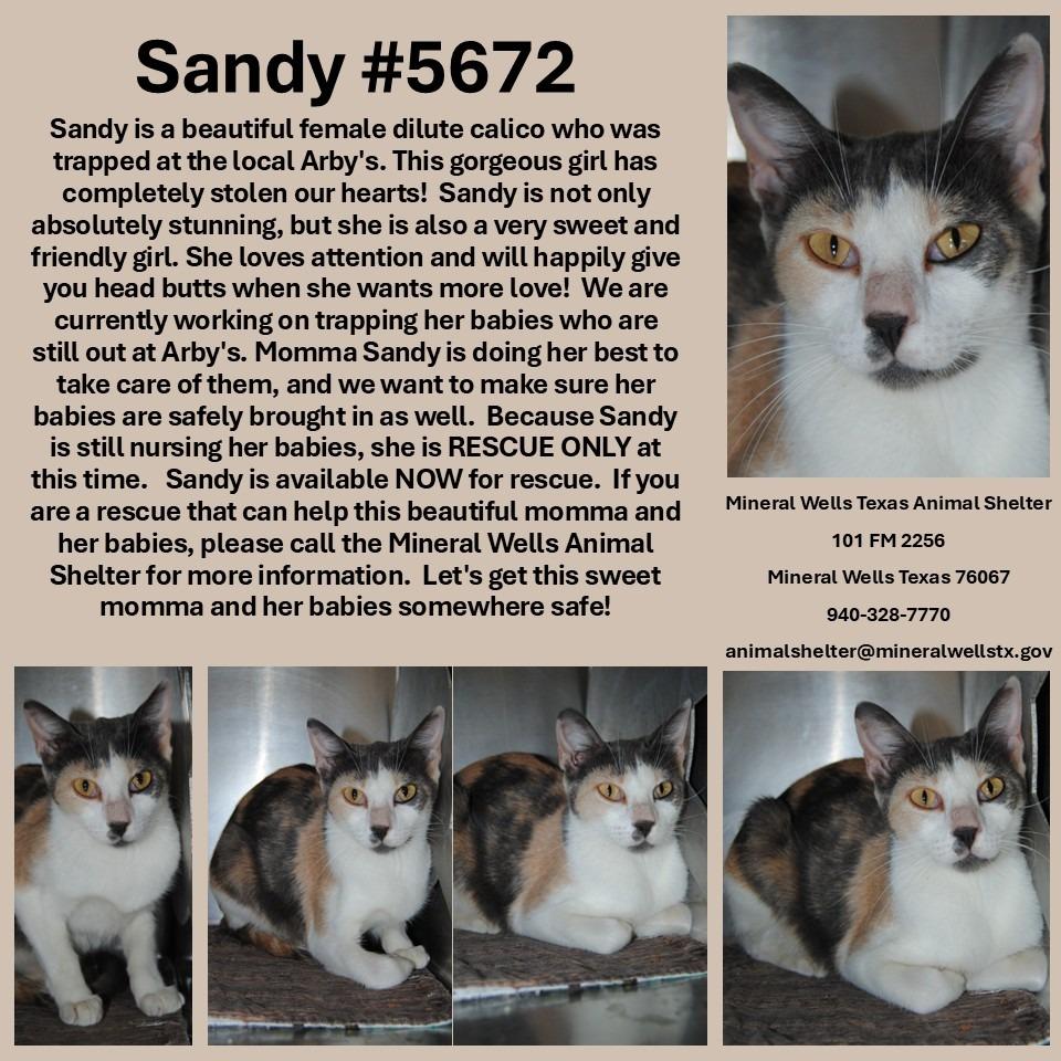 5672 Sandy, Adoptable, Young Female Domestic Short Hair.