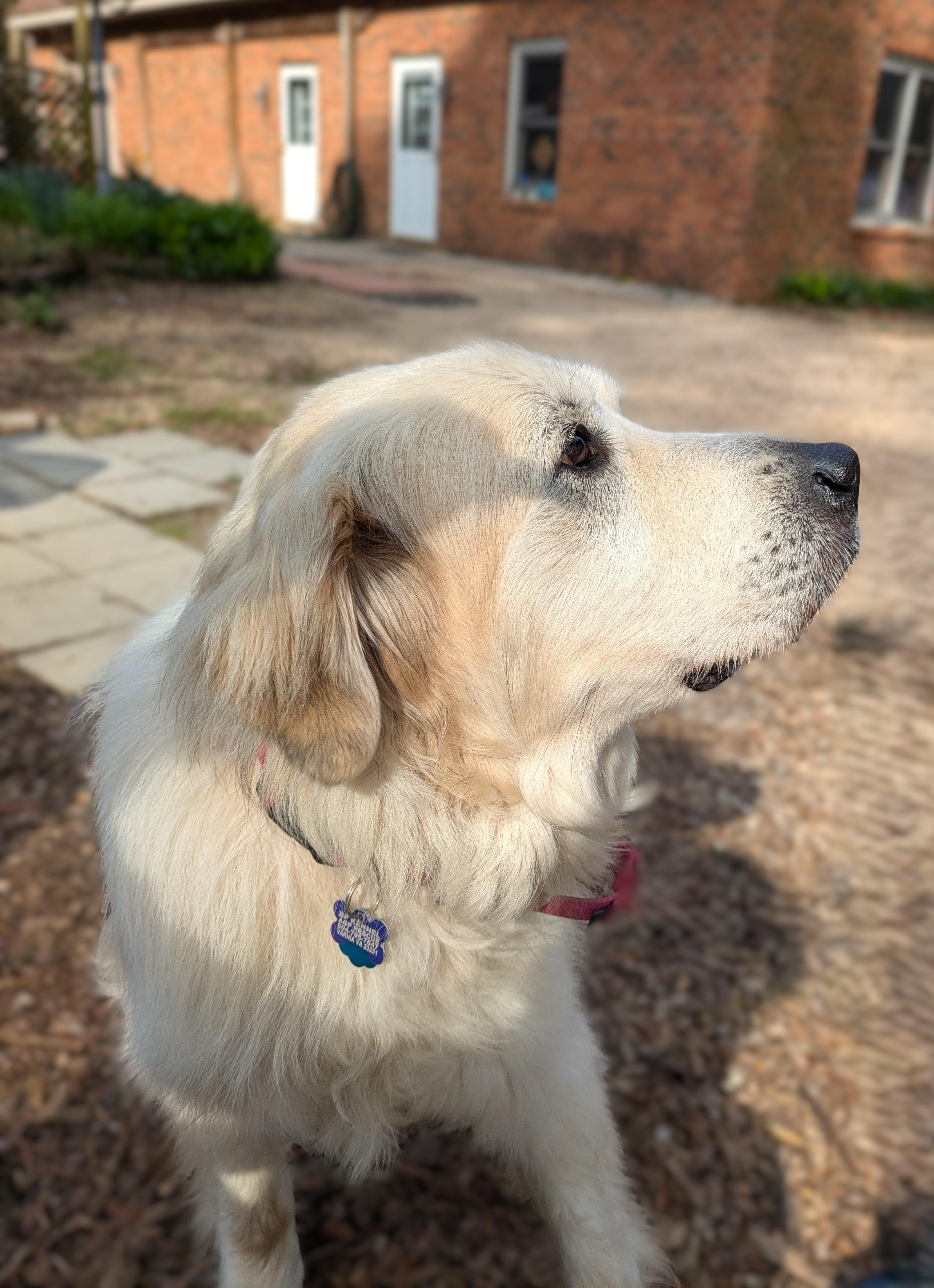 Haley, a Adoptable Great Pyrenees in Richmond, VA image 2/2