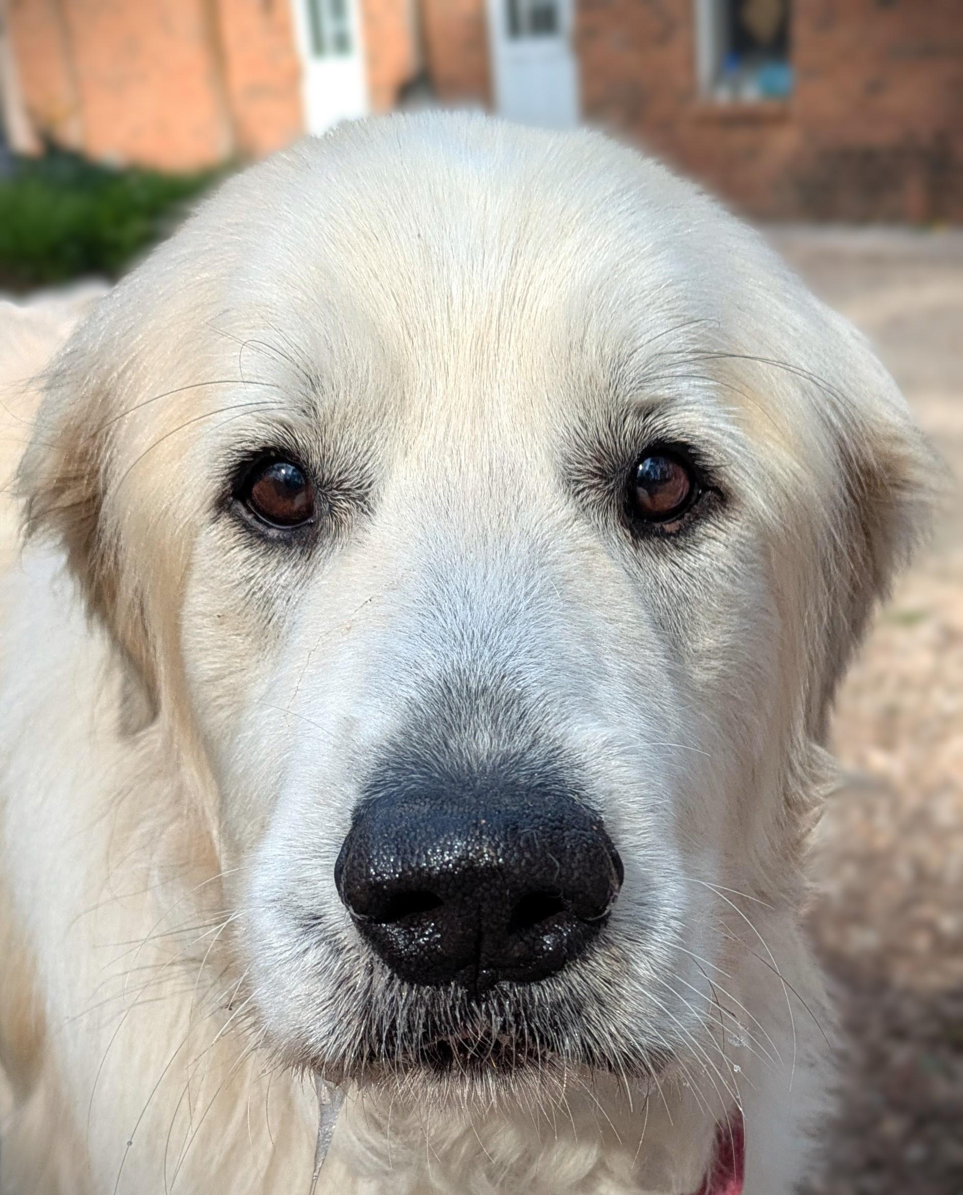 Haley, a Adoptable Great Pyrenees in Richmond, VA image 1/2