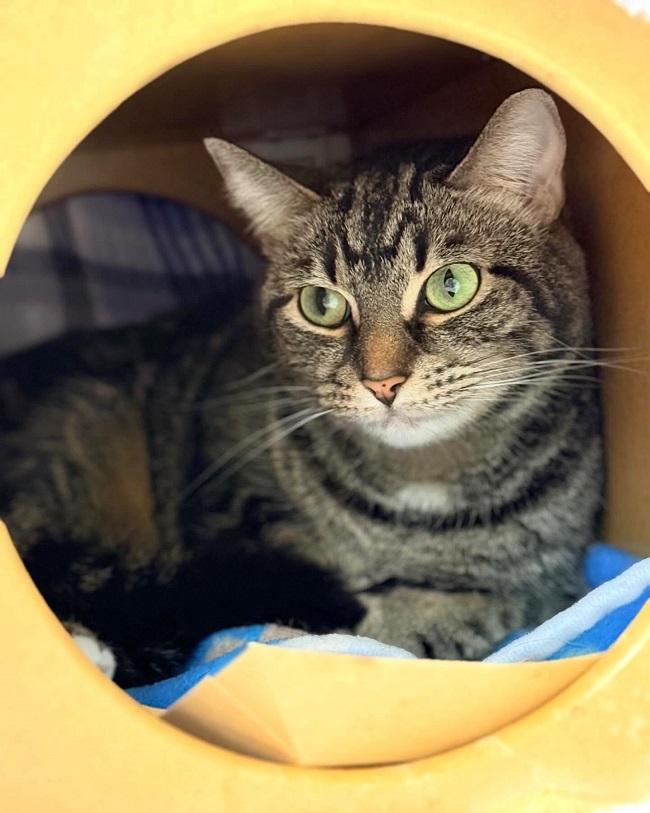 JOY, adopted, Adult Female Tabby.