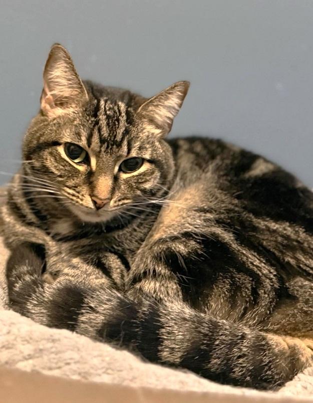 Enlarge JOY, an adopted Tabby in Pegram, TN image 2/3