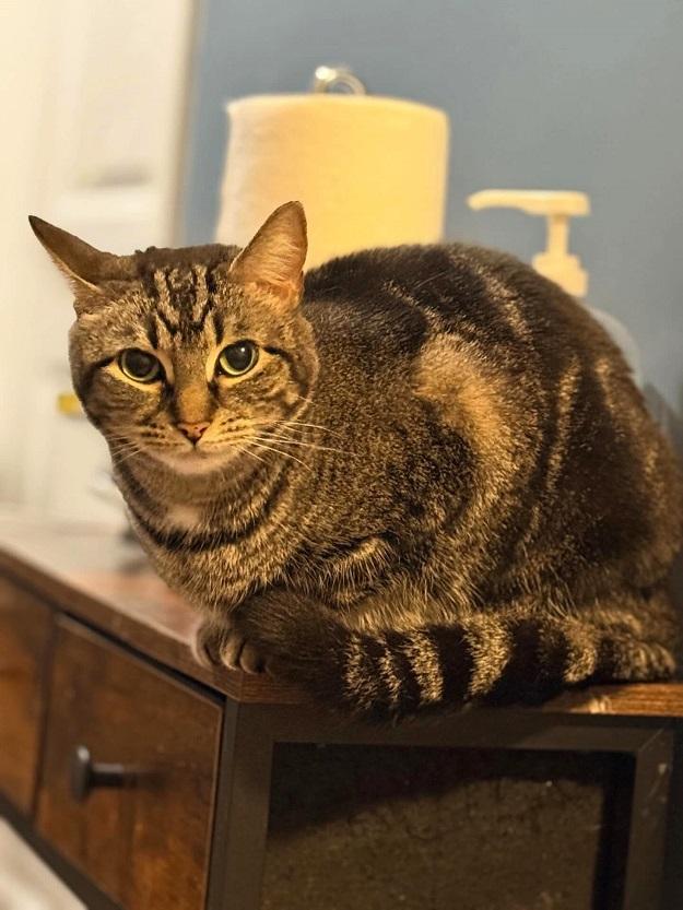 Enlarge JOY, an adopted Tabby in Pegram, TN image 3/3