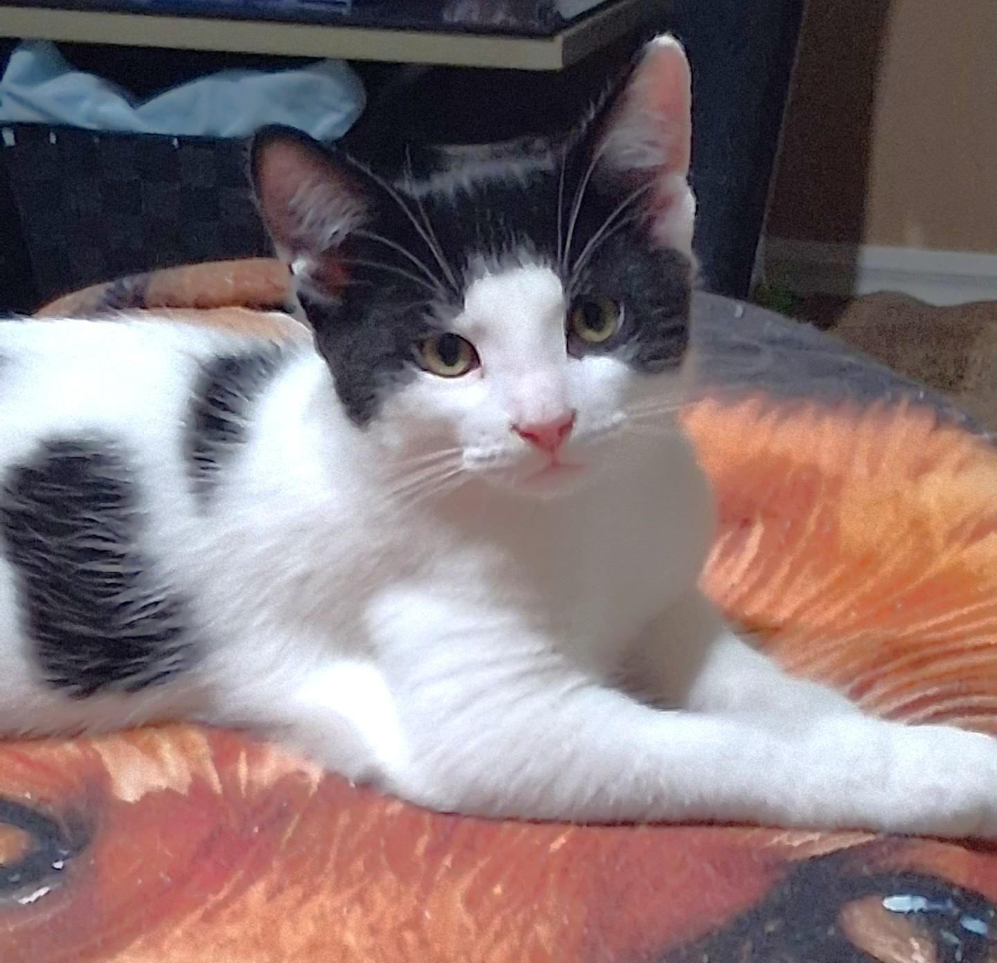 Pandy, a Adoptable Domestic Short Hair in Stoney Creek, ON image 2/3