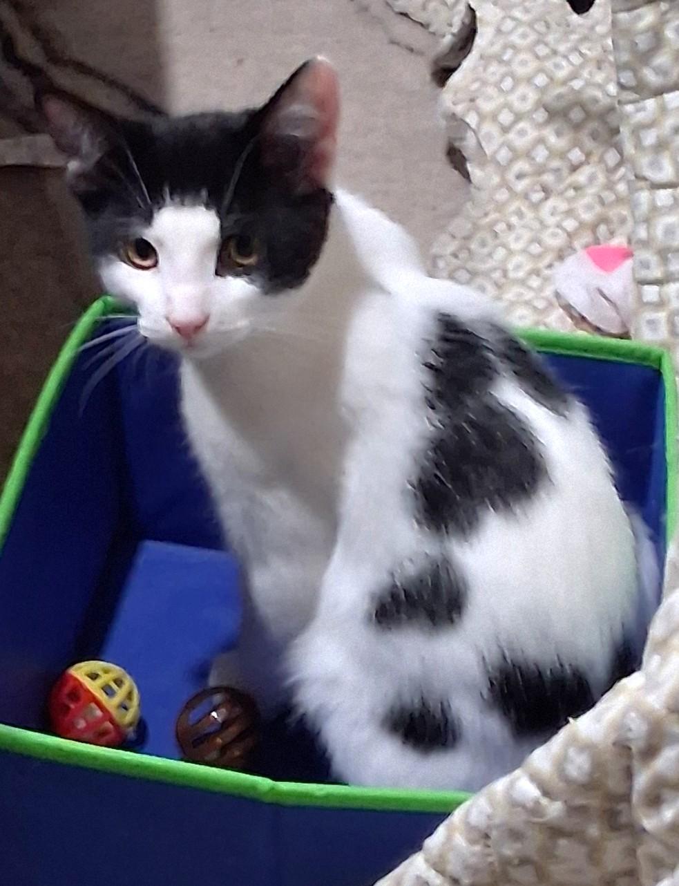 Pandy, Adoptable, Young Male Domestic Short Hair.