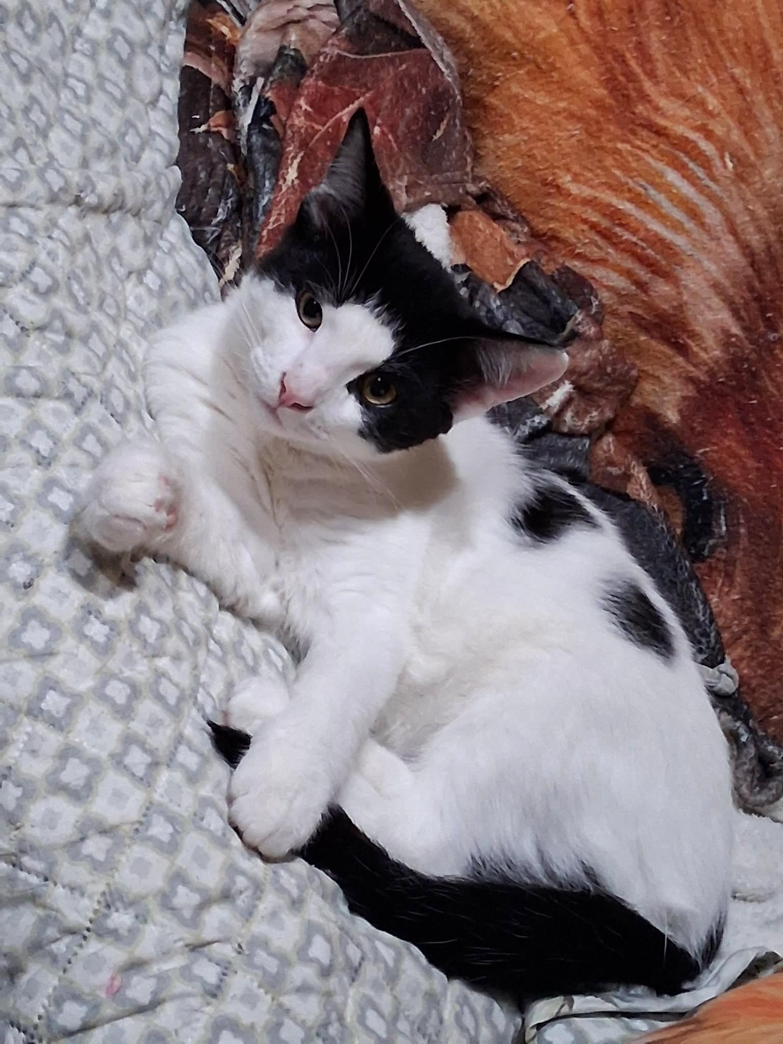 Pandy, a Adoptable Domestic Short Hair in Stoney Creek, ON image 3/3