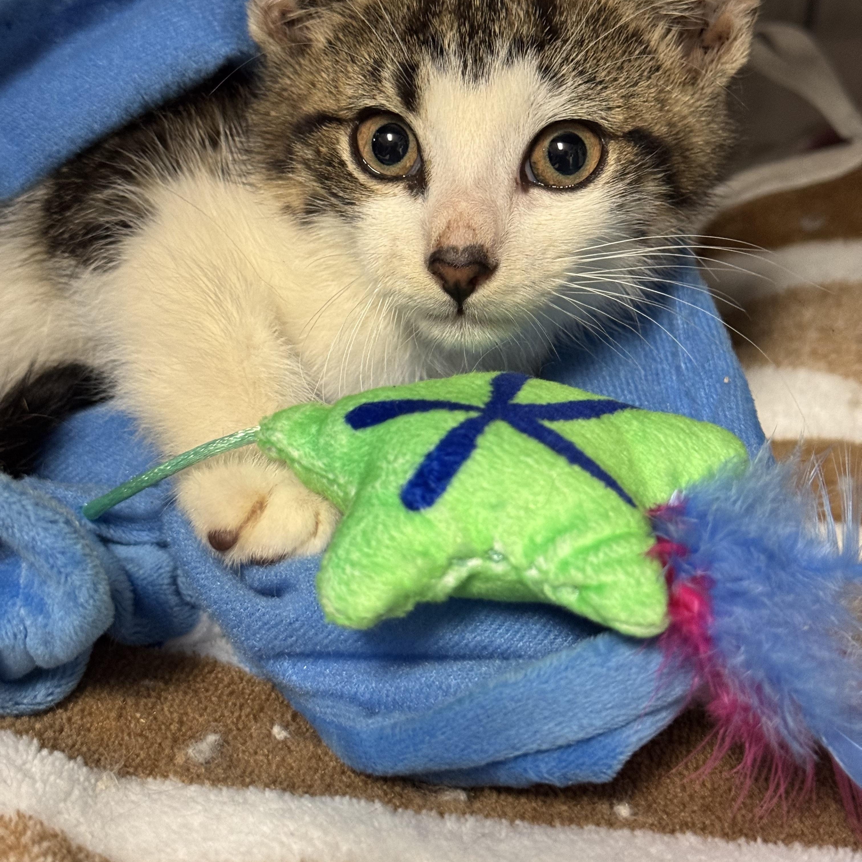 Enlarge Linus, a Adoptable Domestic Short Hair in Brick, NJ image 1/4