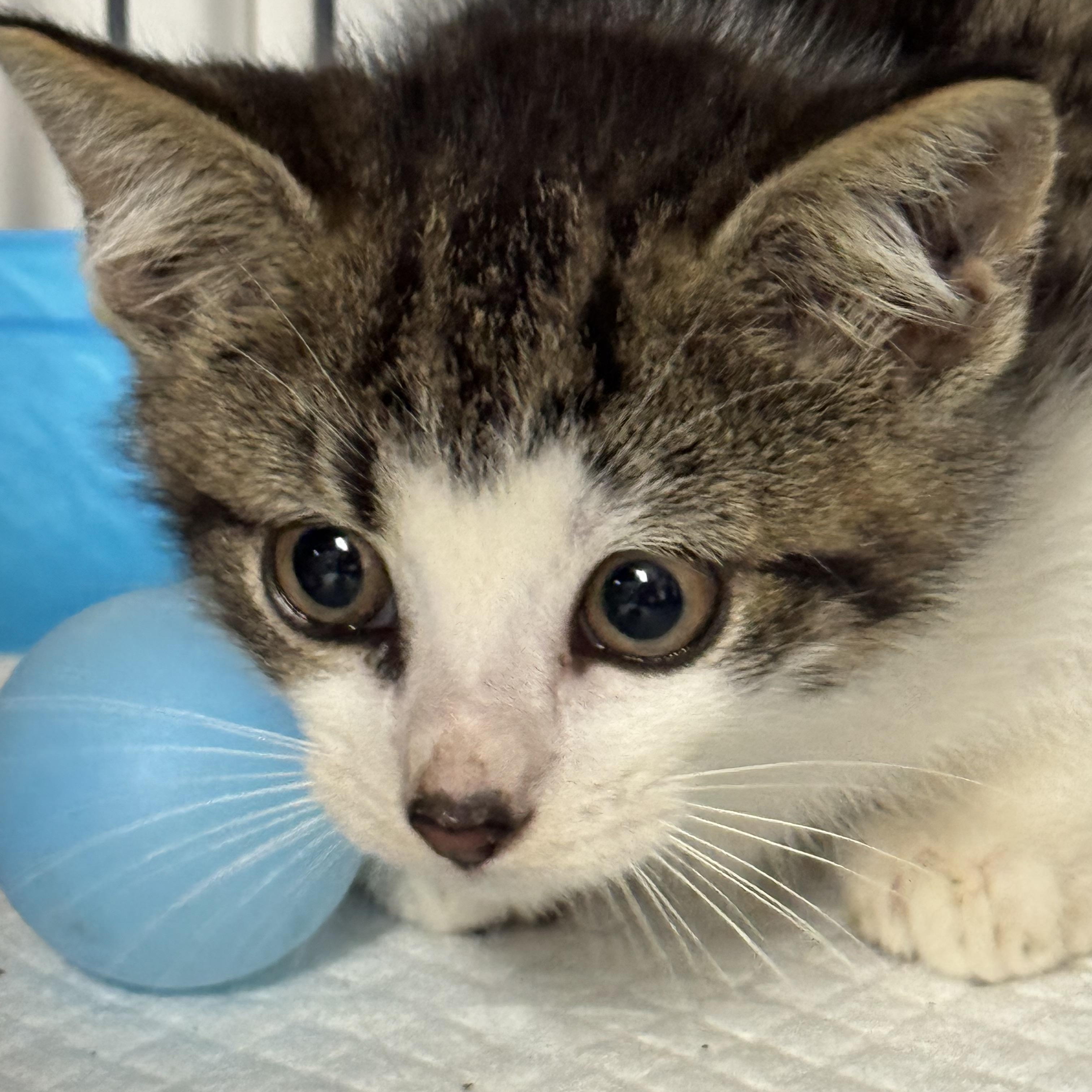 Enlarge Linus, a Adoptable Domestic Short Hair in Brick, NJ image 2/4