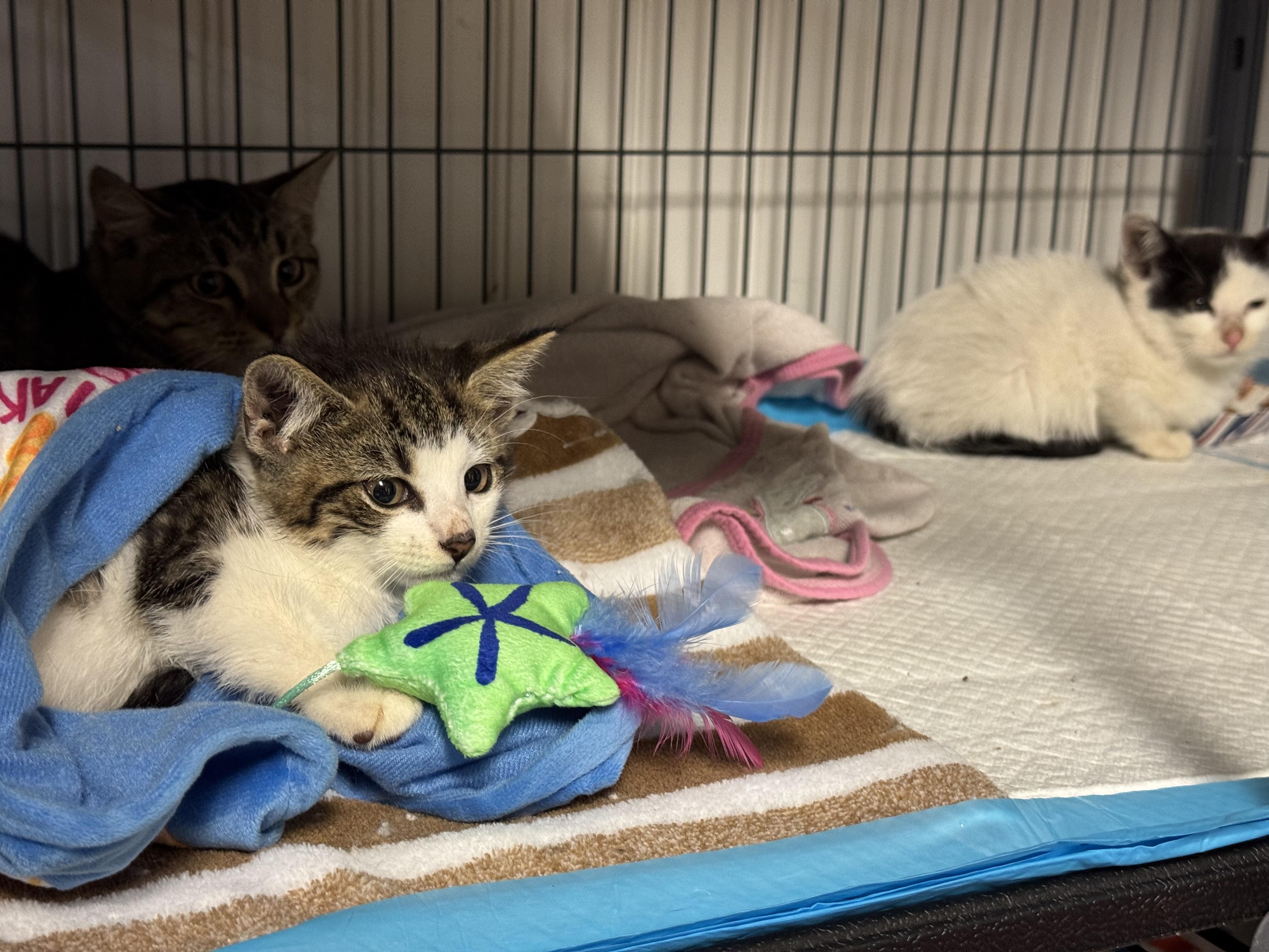 Linus, Adoptable, Kitten Male Domestic Short Hair.