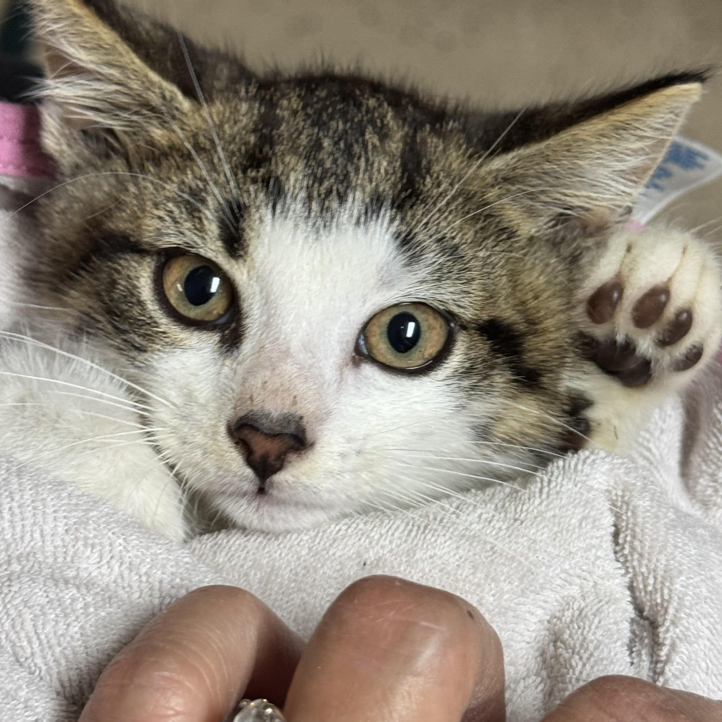 Enlarge Linus, a Adoptable Domestic Short Hair in Brick, NJ image 4/4