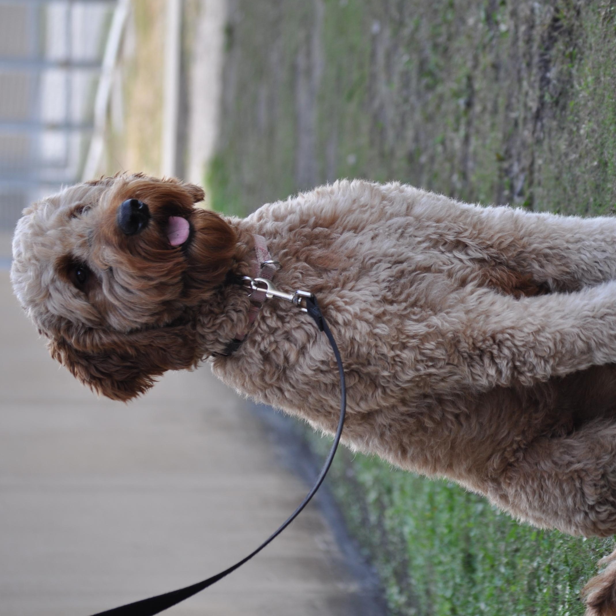 DOLLY-TRAINED DOG , ADOPTABLE, Young Female Goldendoodle.