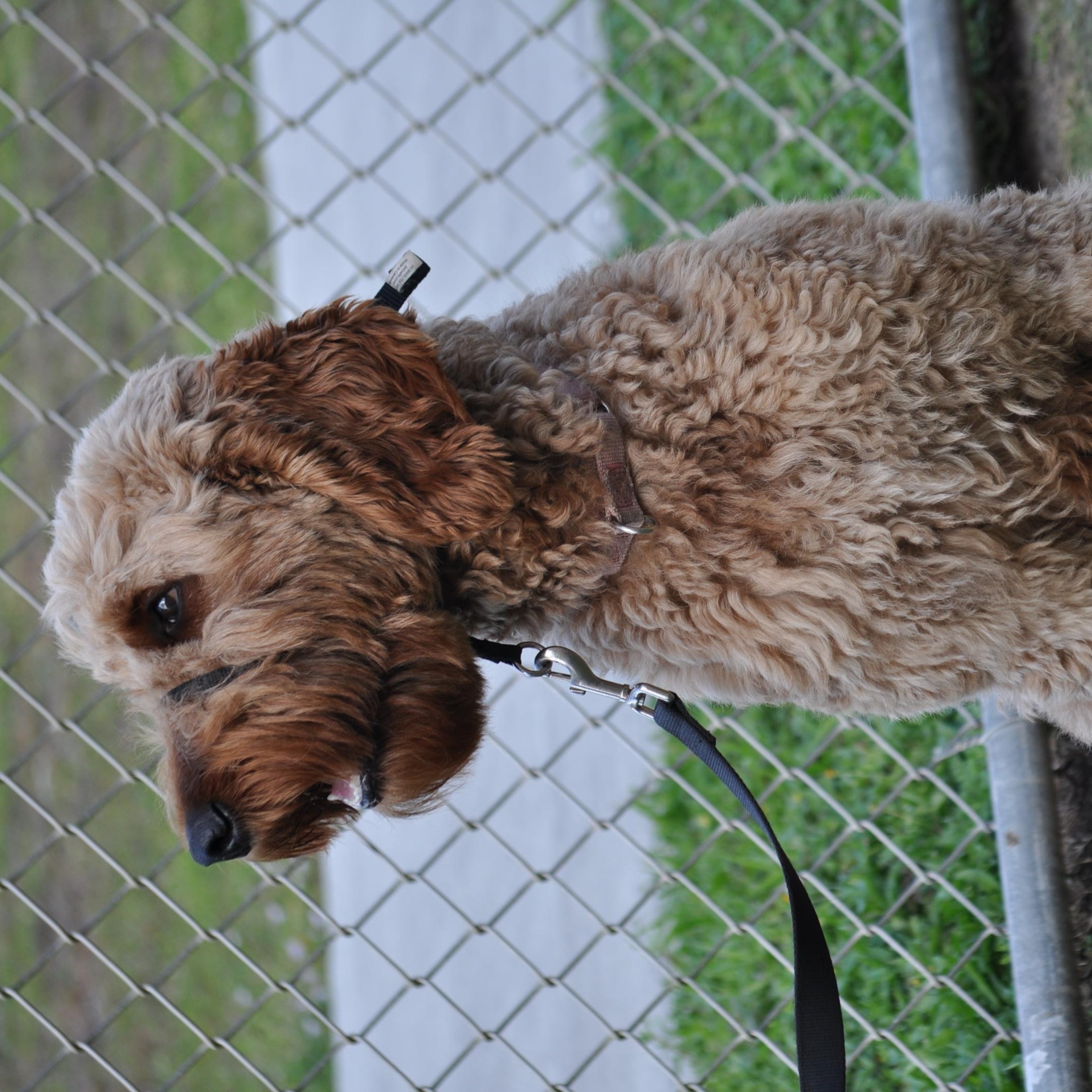 Enlarge DOLLY-TRAINED DOG , an adopted Goldendoodle in Miami, FL image 2/3