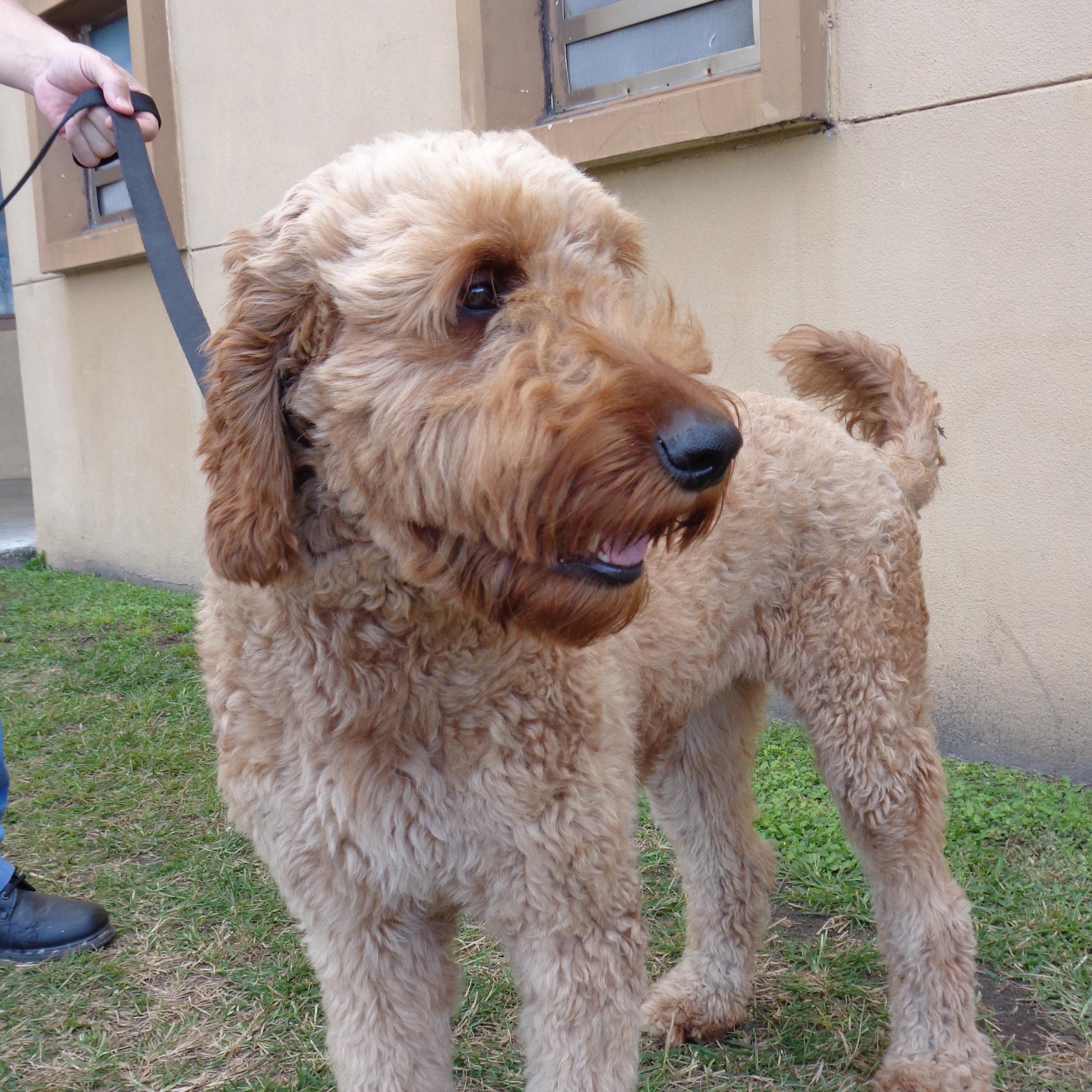 DOLLY-TRAINED DOG , ADOPTABLE, Young Female Goldendoodle.