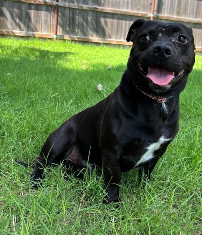 Doug(Chuck), Adoptable, Adult Male Staffordshire Bull Terrier.