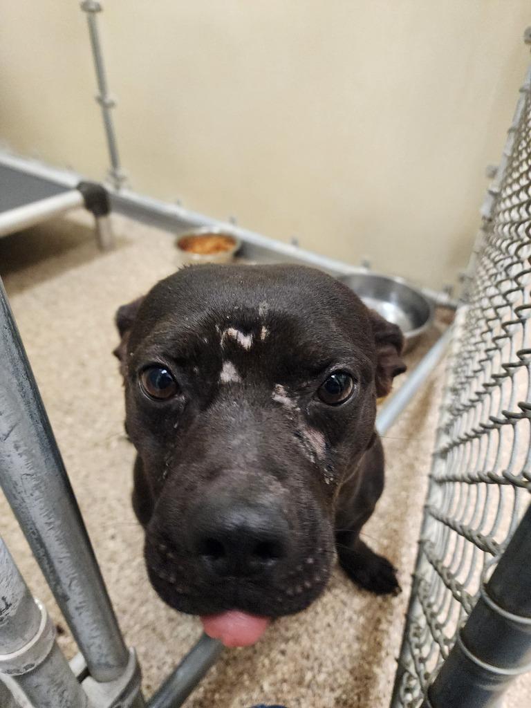 Enlarge Doug(Chuck), a Adoptable Staffordshire Bull Terrier in Great Bend, KS image 2/2