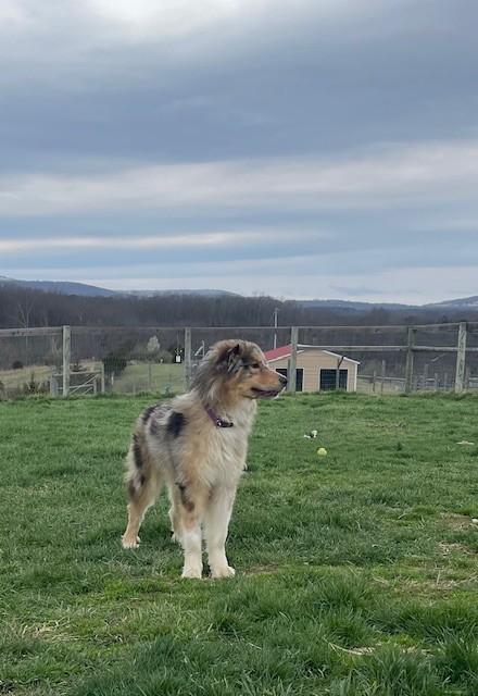 Enlarge Luna, a ADOPTABLE mixed breed in Augusta, WV image 5/5