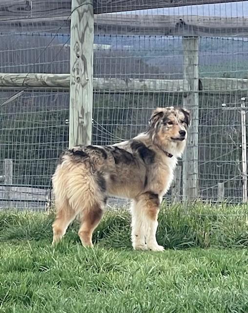 Enlarge Luna, a ADOPTABLE mixed breed in Augusta, WV image 4/5