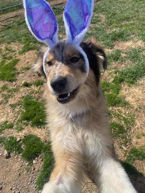 Luna, ADOPTABLE, Young Female Australian Shepherd & Great Pyrenees.