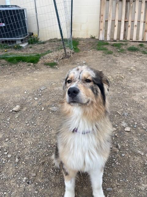 Enlarge Luna, a ADOPTABLE mixed breed in Augusta, WV image 3/5