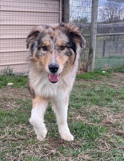 Enlarge Luna, a ADOPTABLE mixed breed in Augusta, WV image 2/5