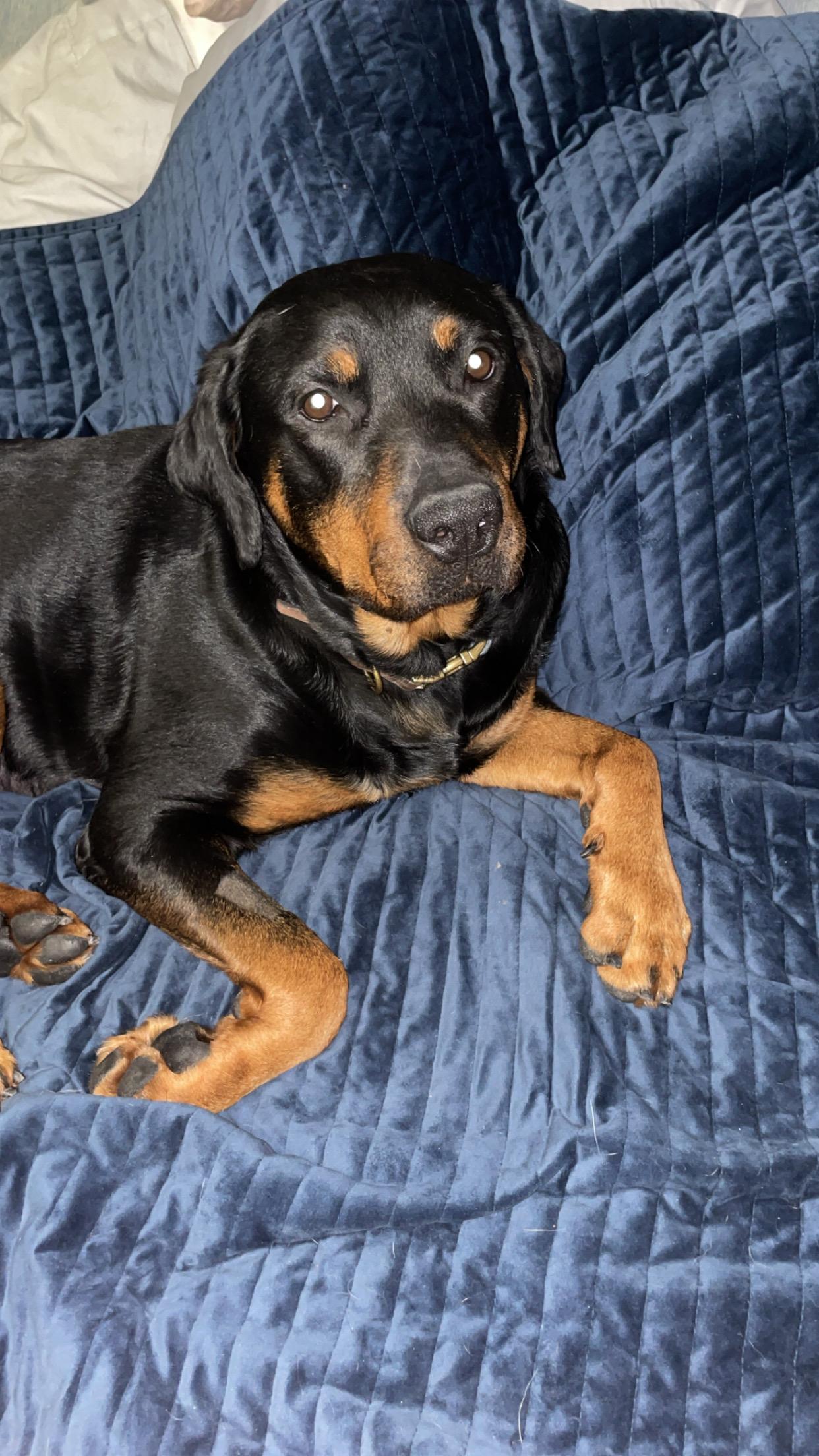 Cocoa, ADOPTABLE, Adult Female Rottweiler.