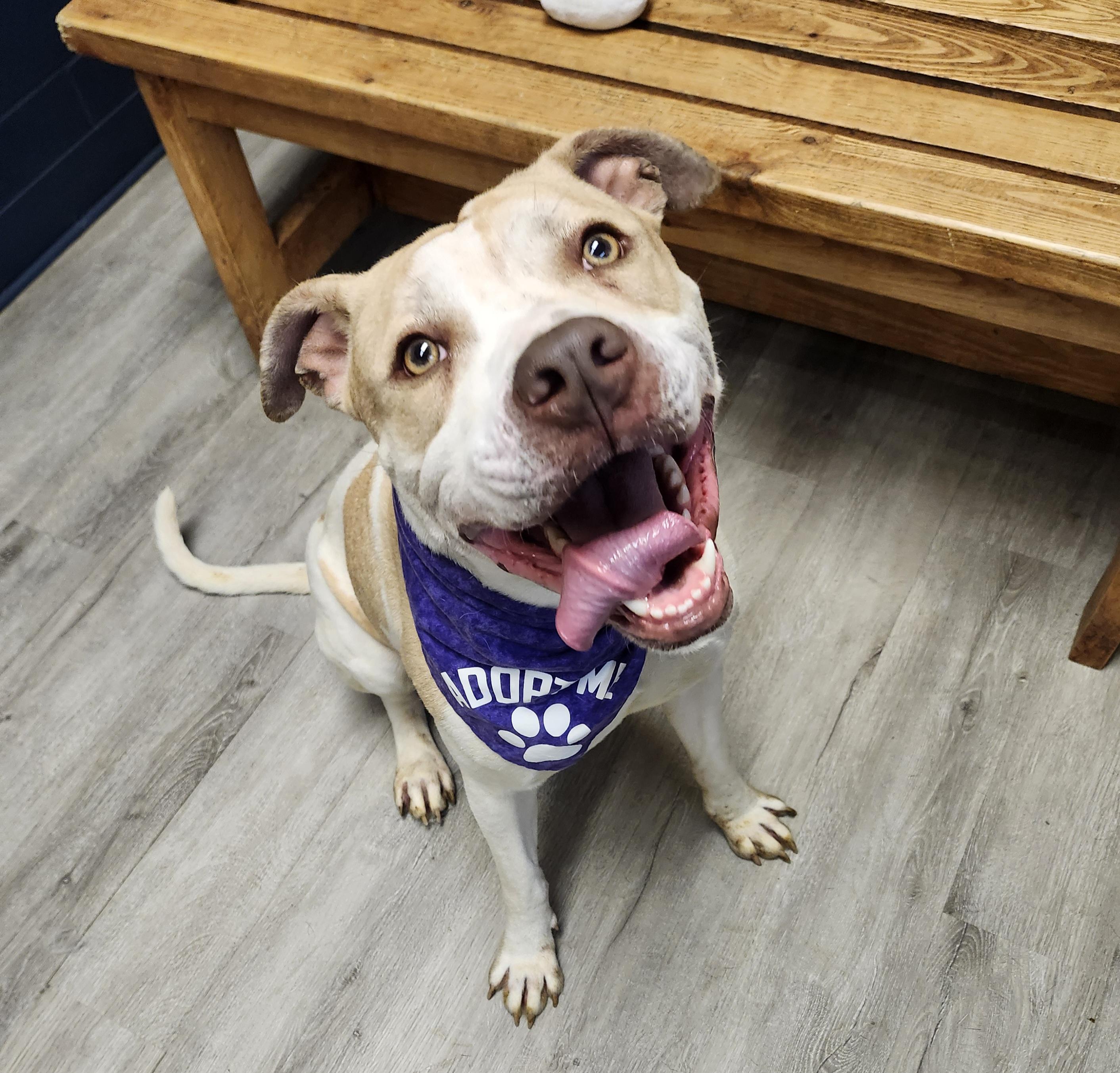 Enlarge Stymie, a Adopted mixed breed in Mansfield, OH image 3/4