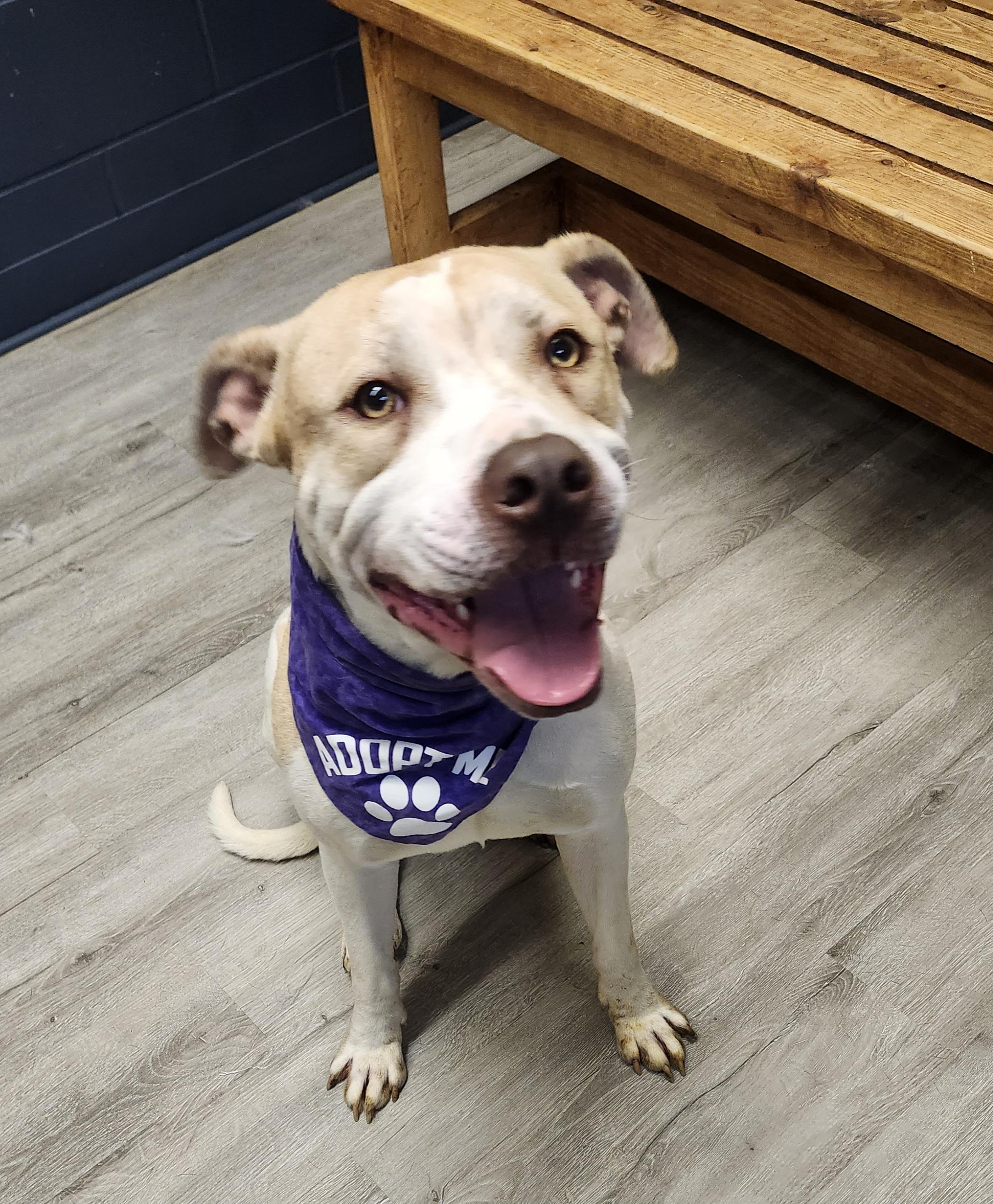 Stymie, adoptable, Adult Male Pit Bull Terrier.