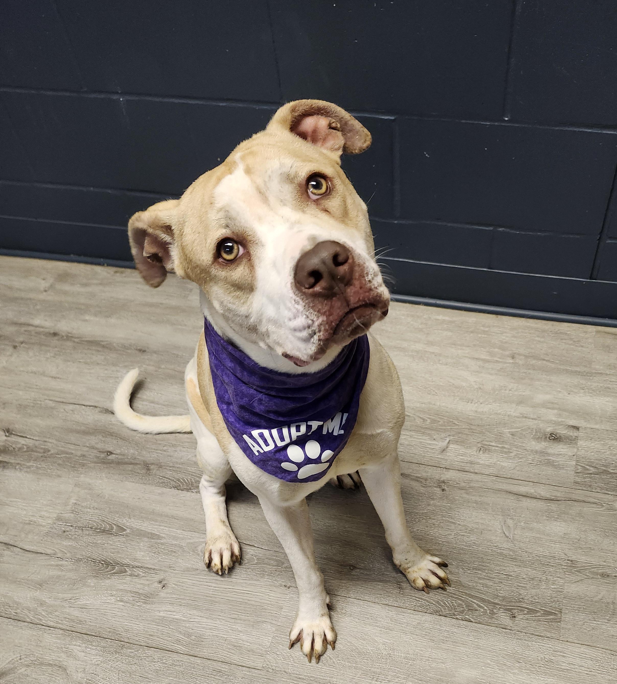 Enlarge Stymie, a Adopted mixed breed in Mansfield, OH image 4/4