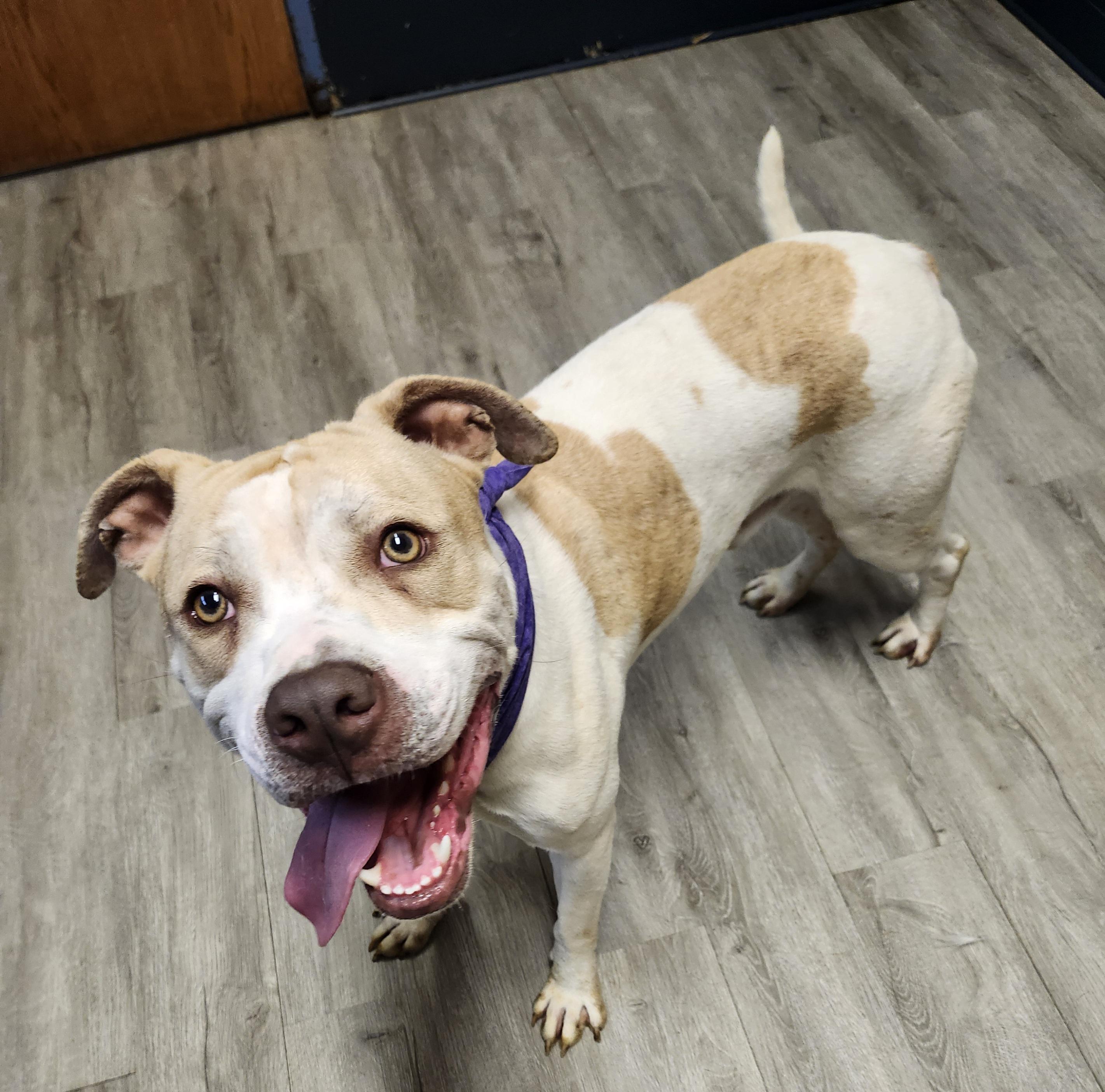 Enlarge Stymie, a Adopted mixed breed in Mansfield, OH image 2/4
