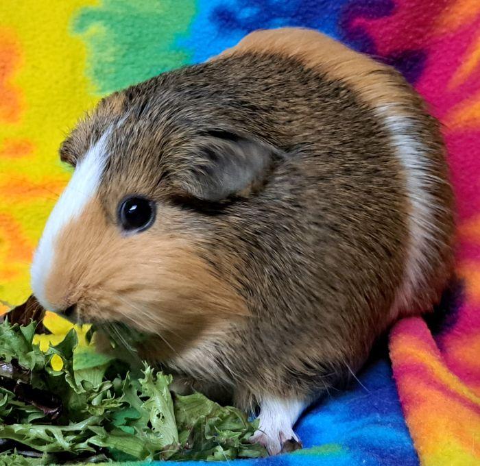 Enlarge Cinnamon, a Adoptable Short-Haired in Bolingbrook, IL image 3/3