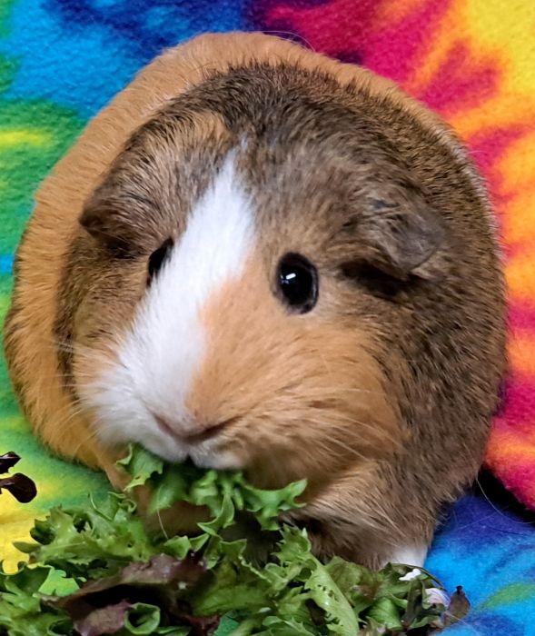 Enlarge Cinnamon, a Adoptable Short-Haired in Bolingbrook, IL image 2/3