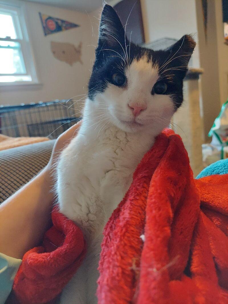 Pumbaa, a Adoptable Domestic Short Hair in Colmar, PA image 2/4