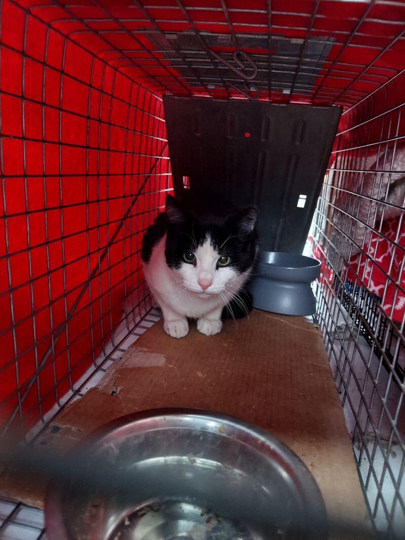 Pumbaa, a Adoptable Domestic Short Hair in Colmar, PA image 4/4