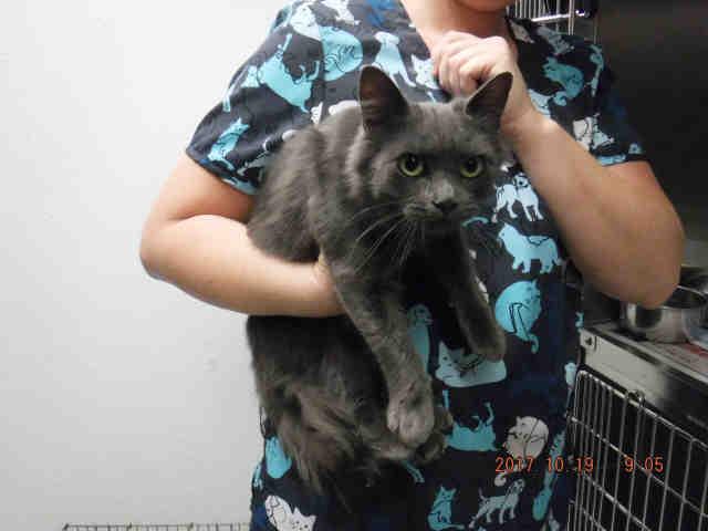 PENELOPE, Adoptable, Adult Female Domestic Medium Hair & Russian Blue.