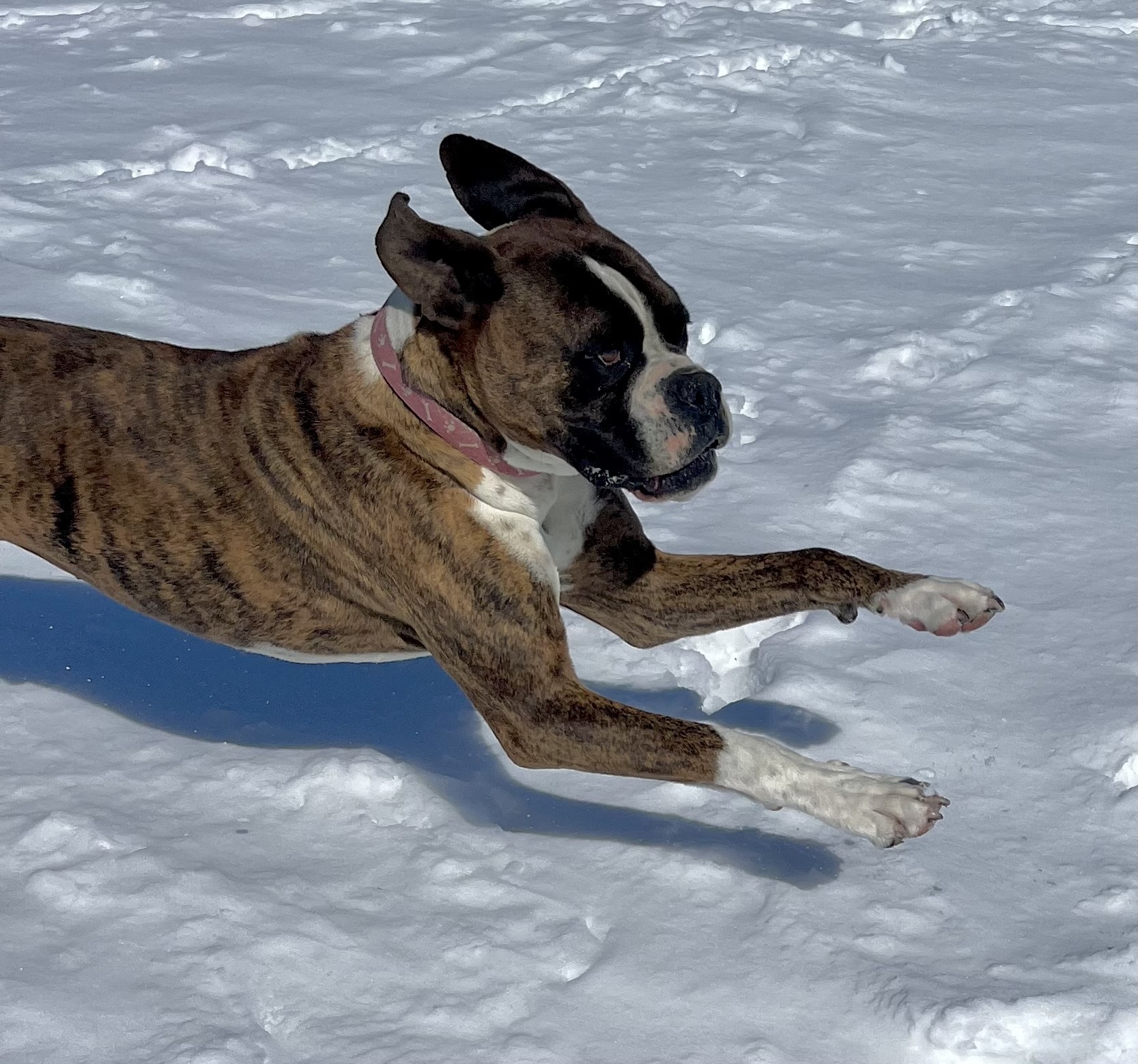 Enlarge Chili, a Adoptable Boxer in Lancaster, CA image 8/12