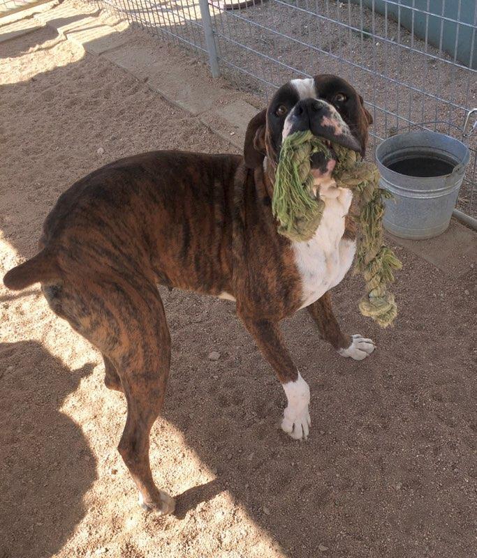 Enlarge Chili, a Adoptable Boxer in Lancaster, CA image 9/12