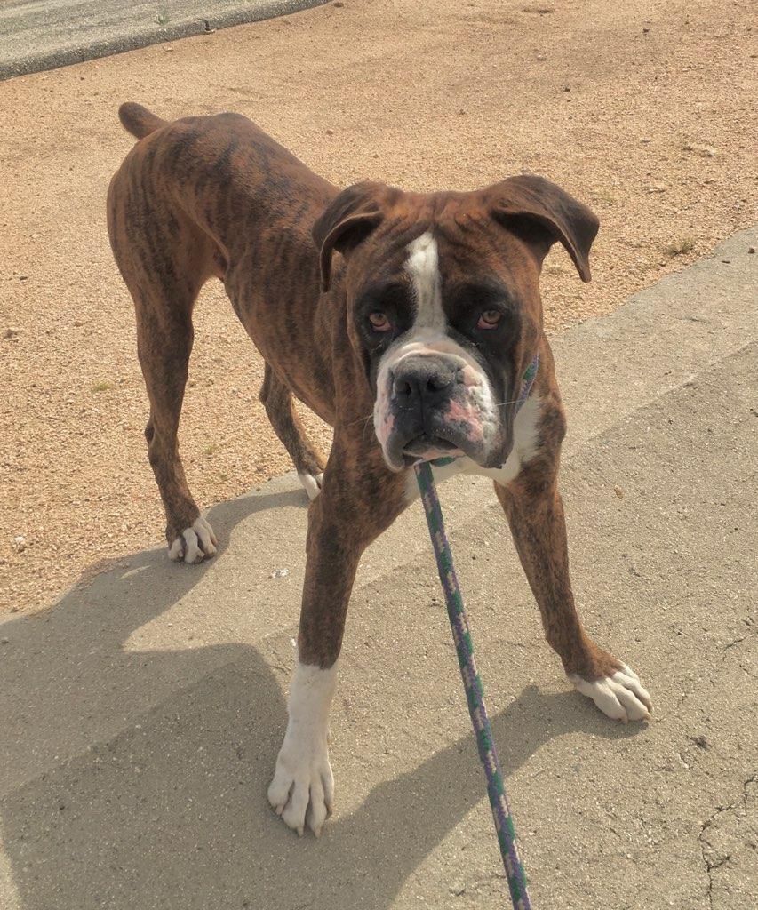 Enlarge Chili, a Adoptable Boxer in Lancaster, CA image 10/12