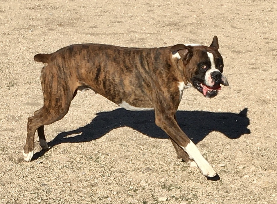 Enlarge Chili, a Adoptable Boxer in Lancaster, CA image 11/12