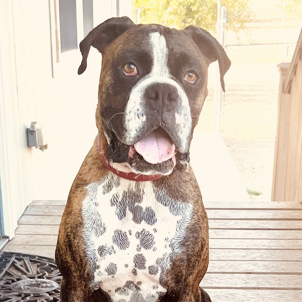 Chili, a Adoptable Boxer in Lancaster, CA image 1/12