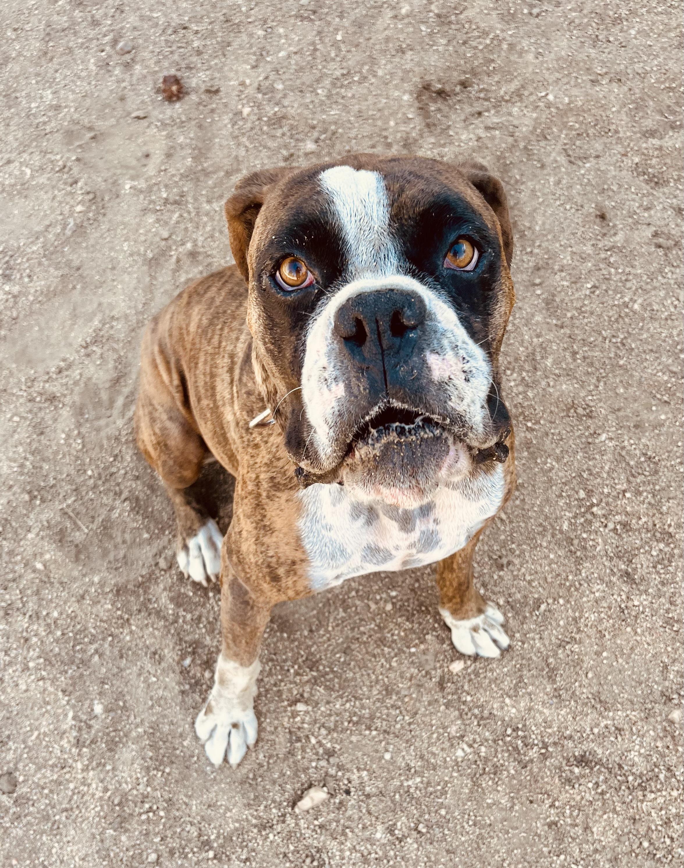 Enlarge Chili, a Adoptable Boxer in Lancaster, CA image 12/12