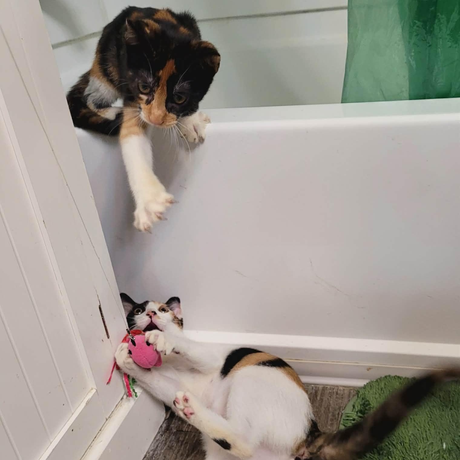 Enlarge Paige and Piper- two delightful kittens, an adopted Domestic Short Hair in Portland, OR image 2/6