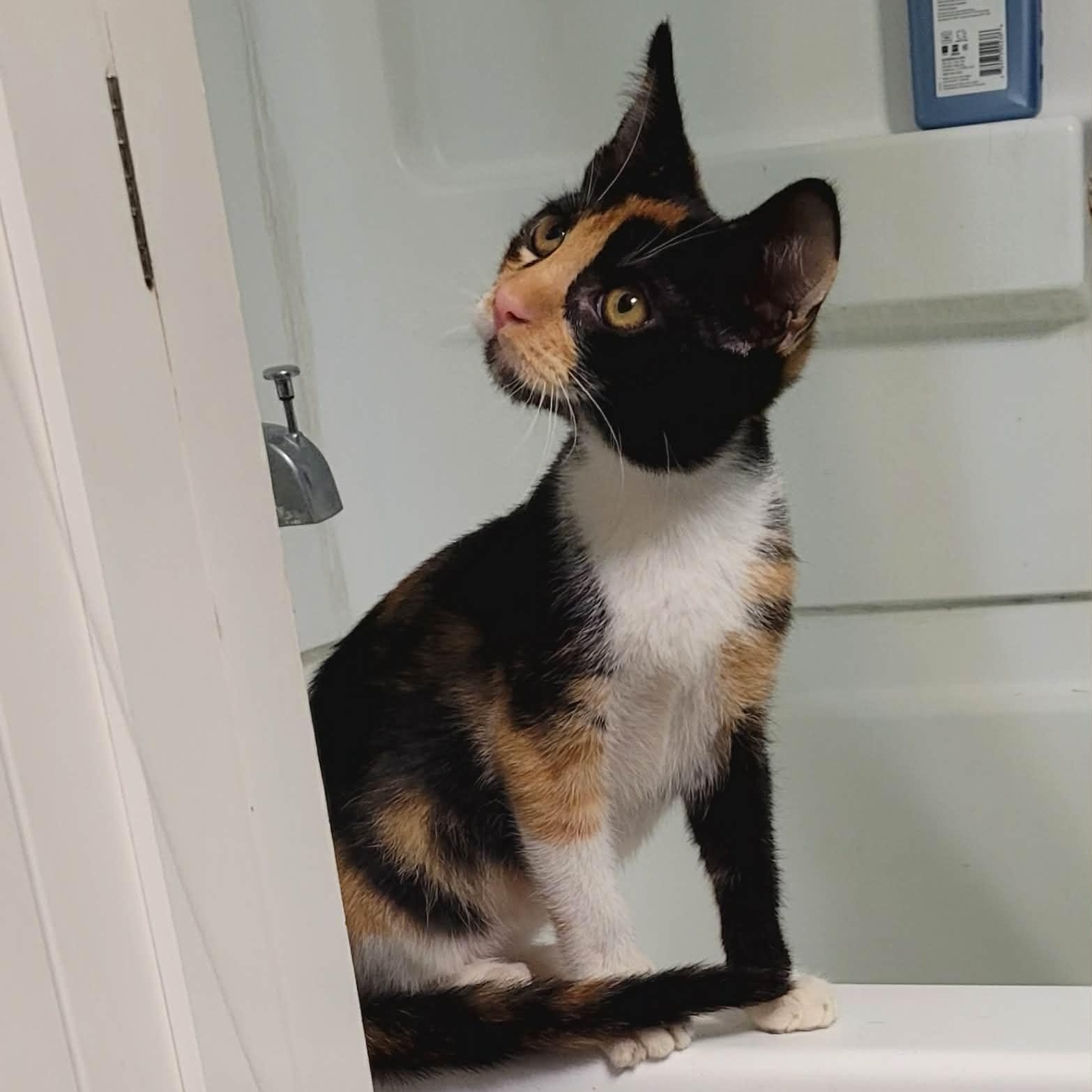 Enlarge Paige and Piper- two delightful kittens, an adopted Domestic Short Hair in Portland, OR image 3/6