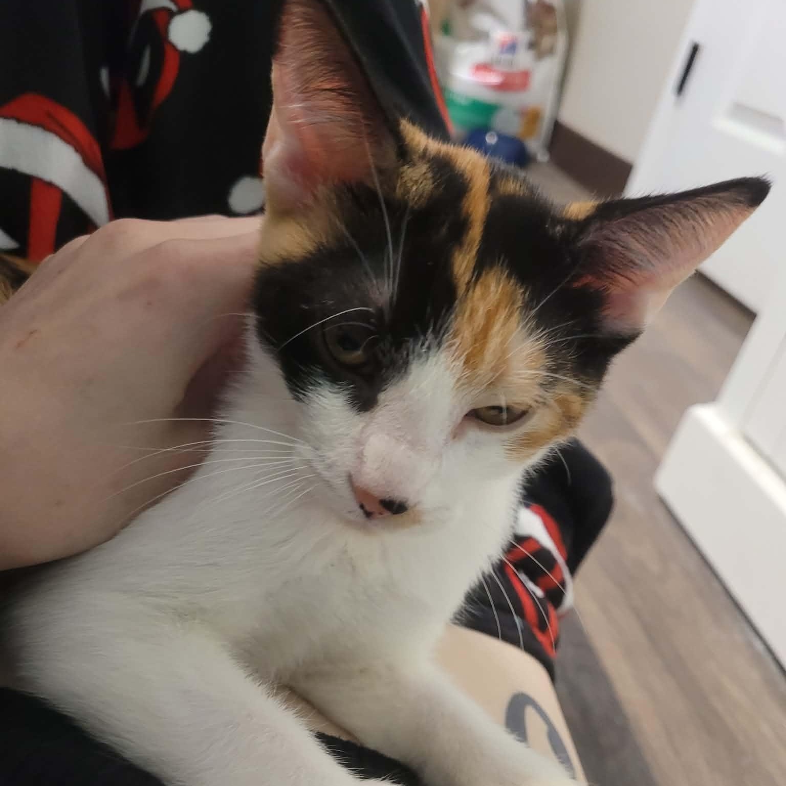 Enlarge Paige and Piper- two delightful kittens, an adopted Domestic Short Hair in Portland, OR image 4/6